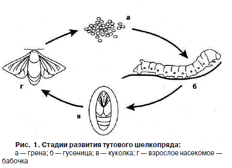 Стадии тутового шелкопряда. Схема постэмбрионального развития тутового шелкопряда. Жизненный цикл тутового шелкопряда. Схема развития тутового шелкопряда.